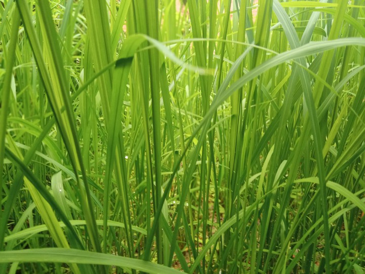 lush green
