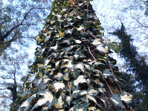 Botanical garden