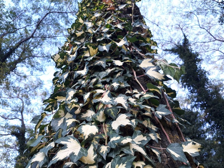 Botanical garden