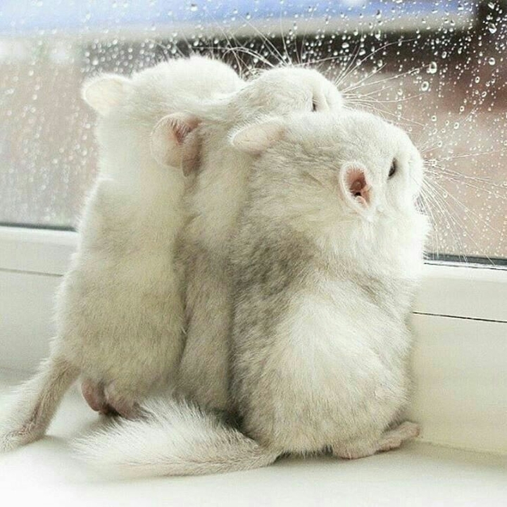 süß. Chinchilla