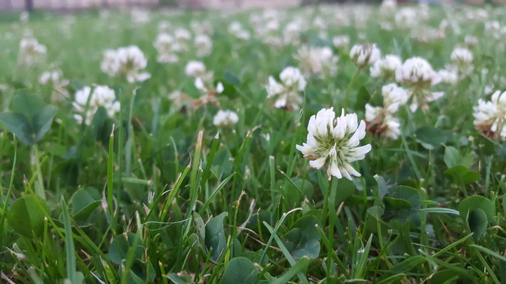 White flowers
