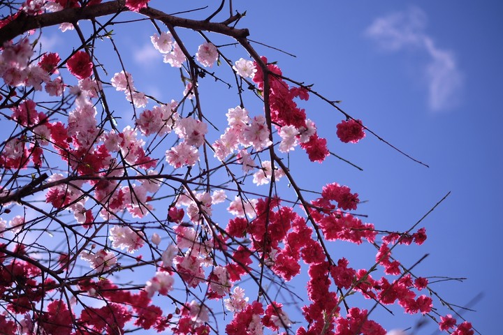 花桃