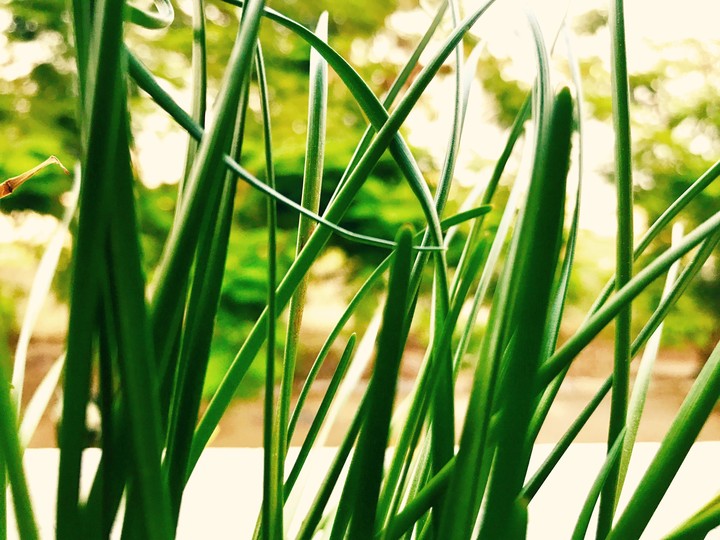 green grass