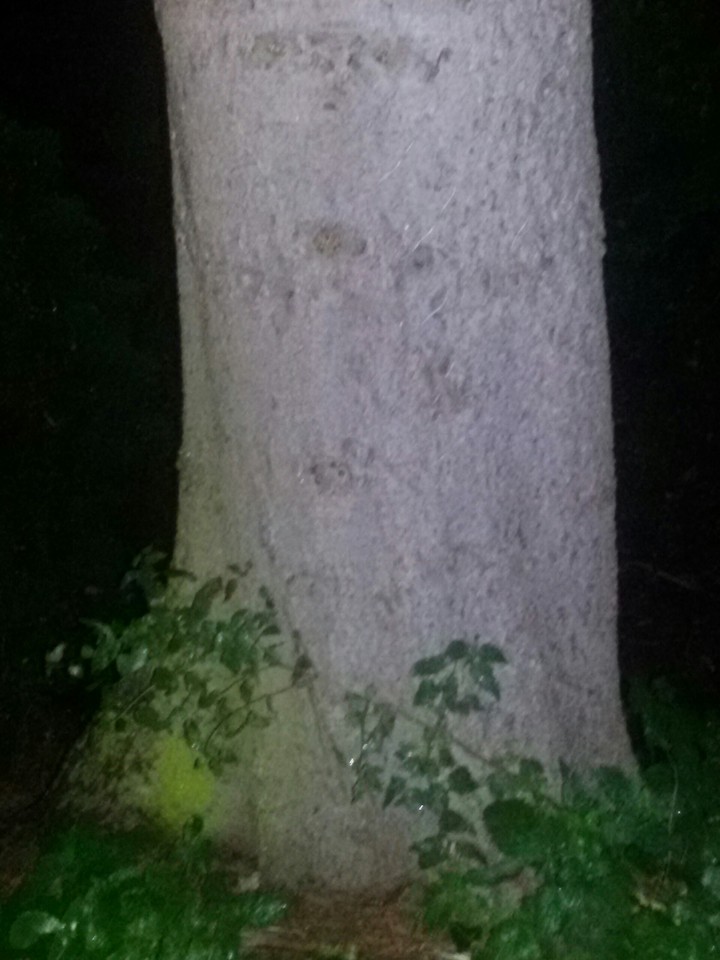 Baumstamm mit Efeu