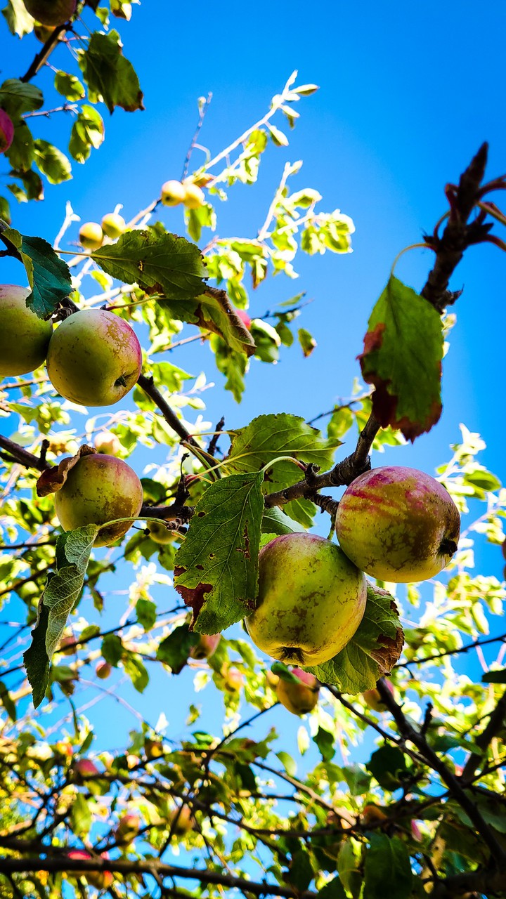 Apple Tree