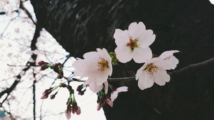 sakura