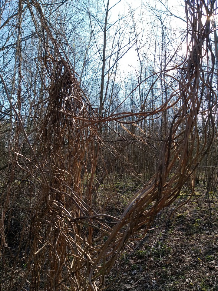 vine