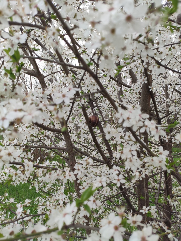 Snail on sakura