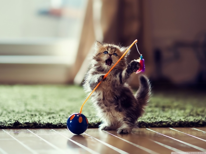 dancing cat
