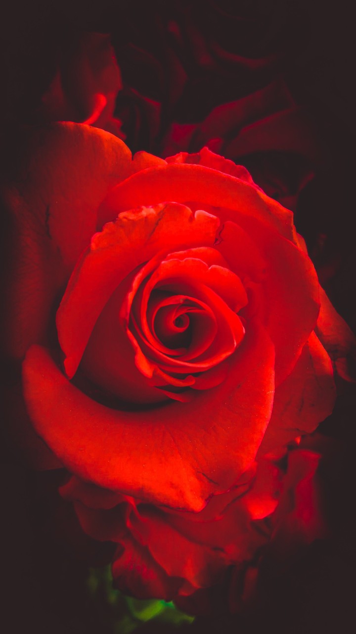 the Beauty... Rose