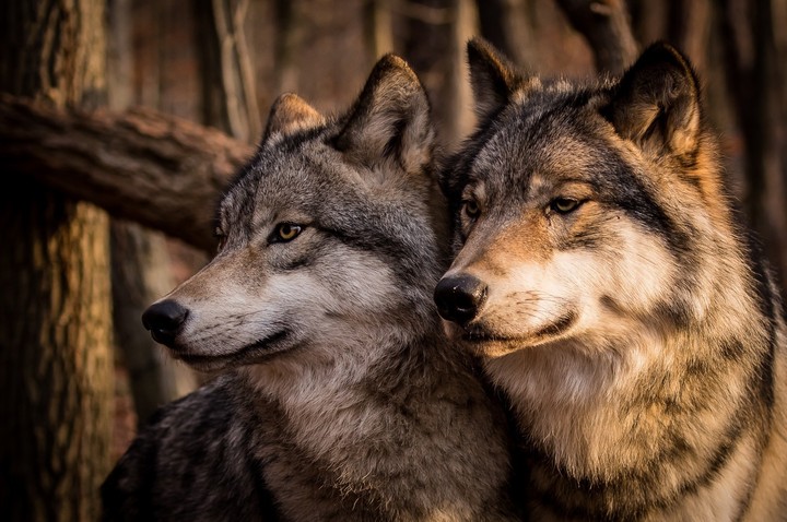 Wolf's