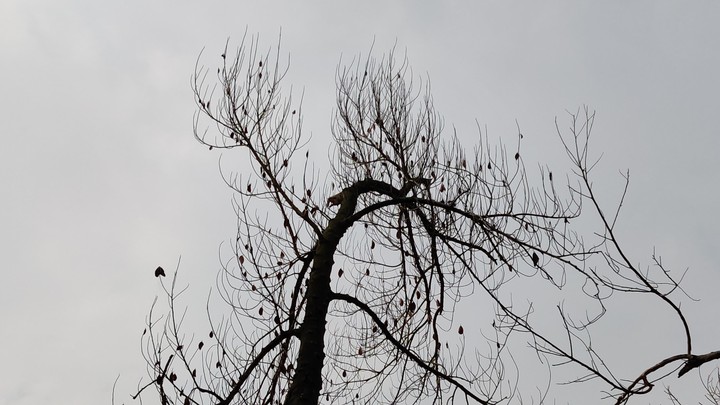dry tree