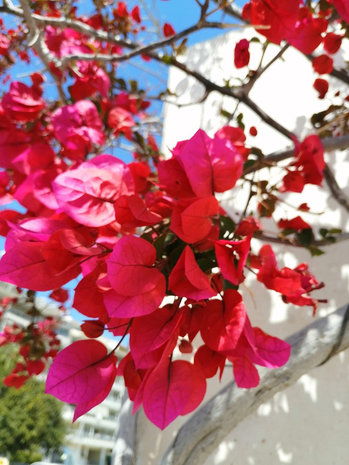 #Pink