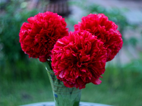 sfondi цветы, petal