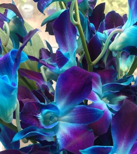 Blue orchids