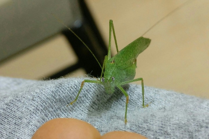 Touch me, Greeny? :D