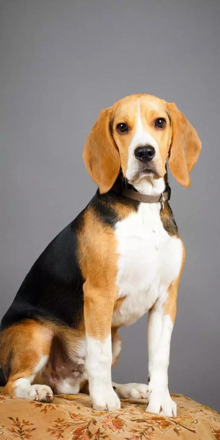 doggy