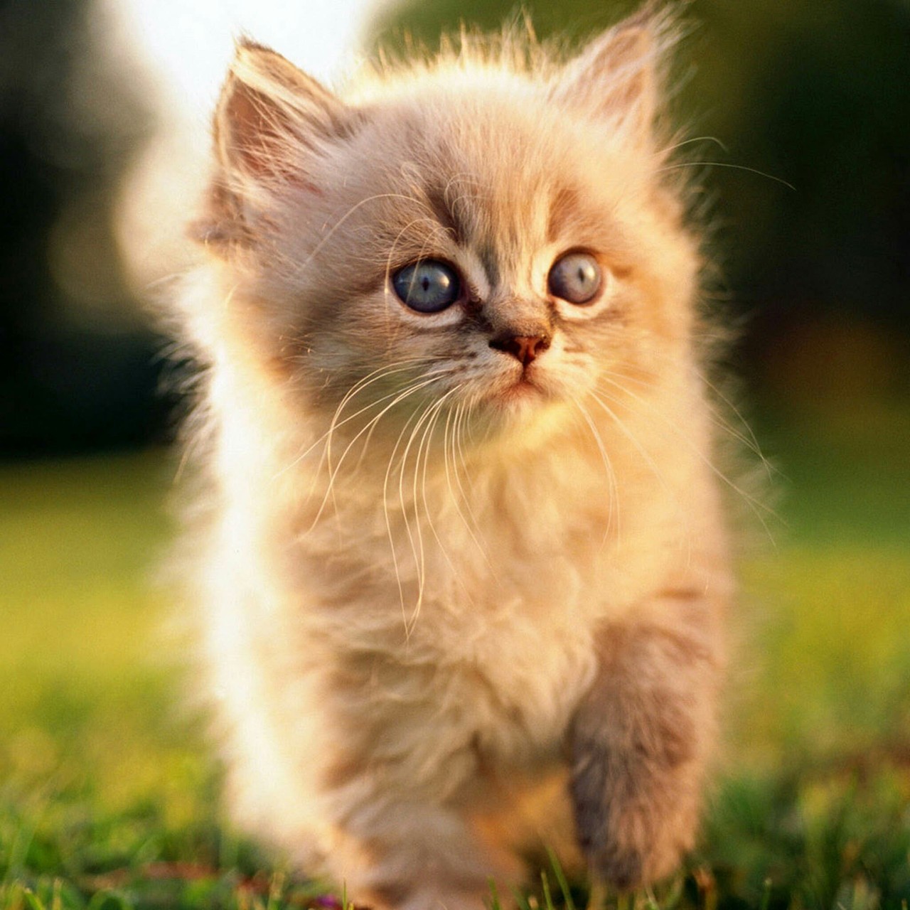 un bel cucciolo di gatto