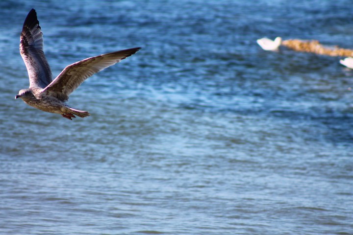 Möwe