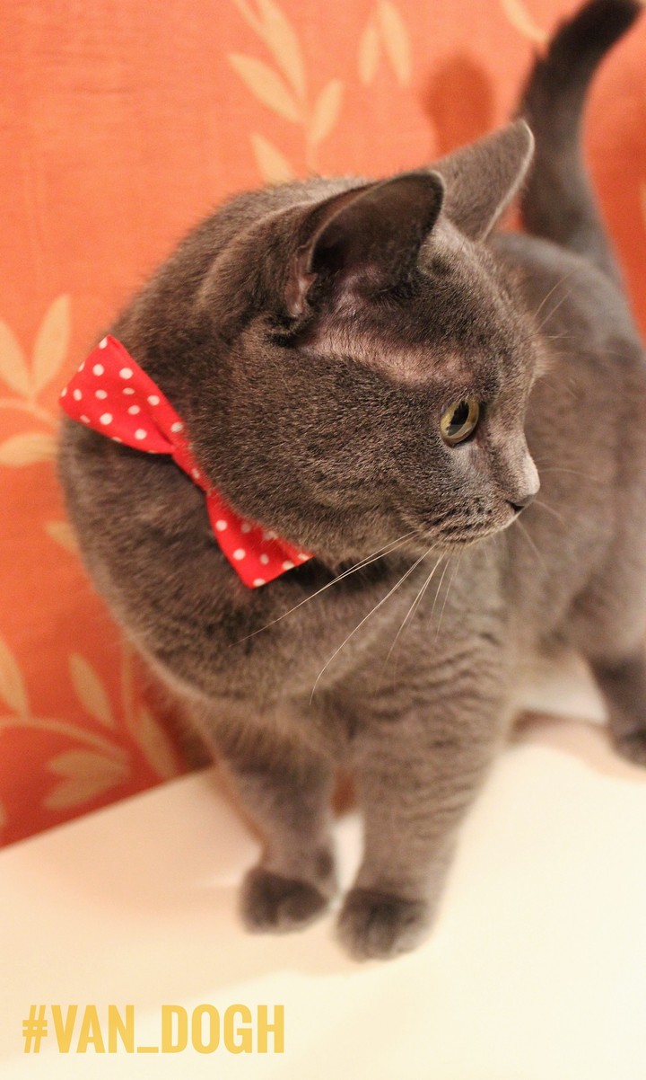 Stylish cat