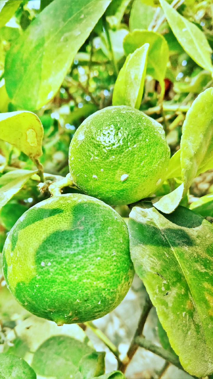 lemon tree..