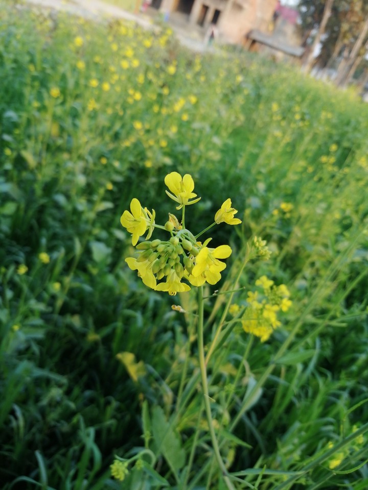 Mustard Plants Captured by Honor 8X