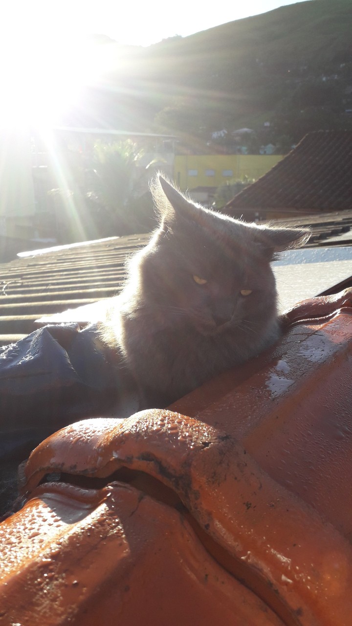 mio cat