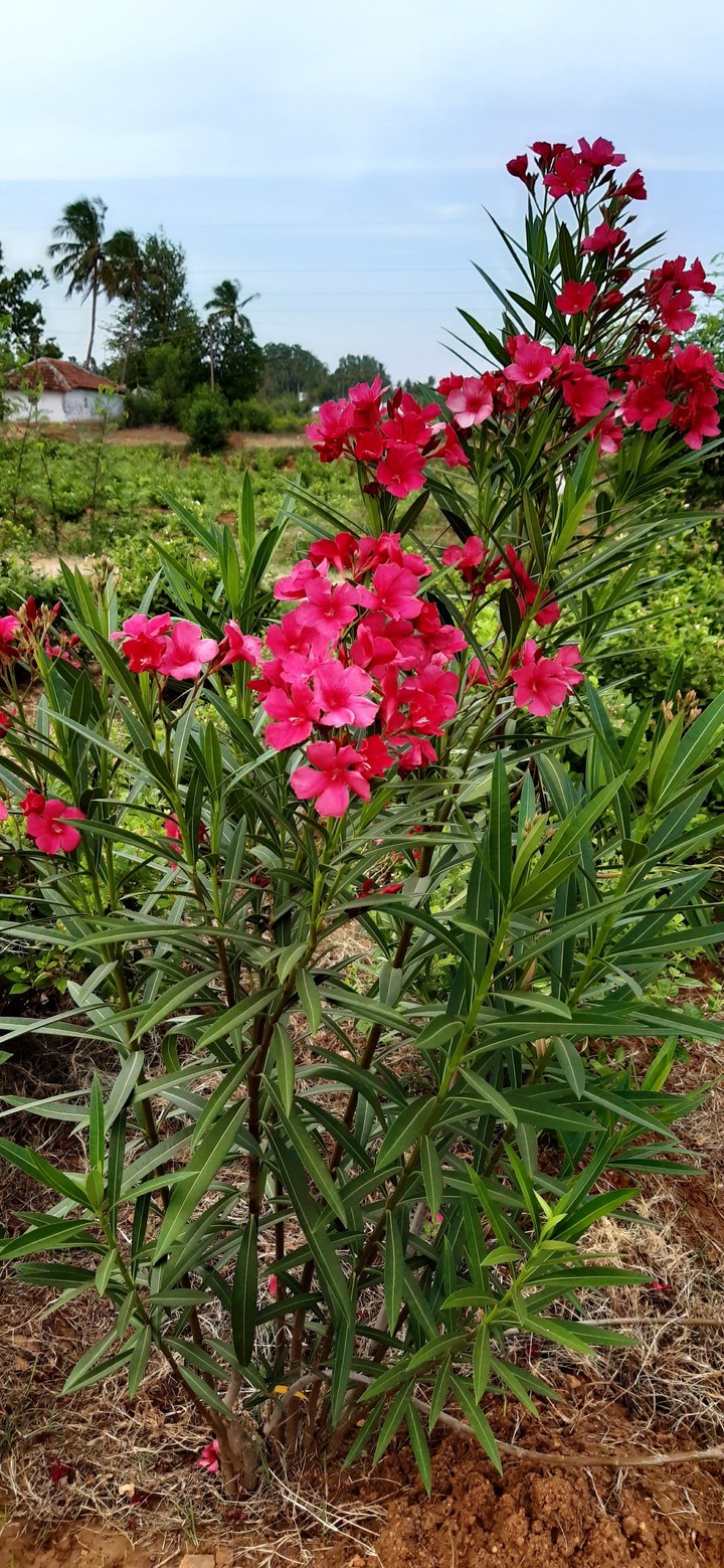 oleander flower