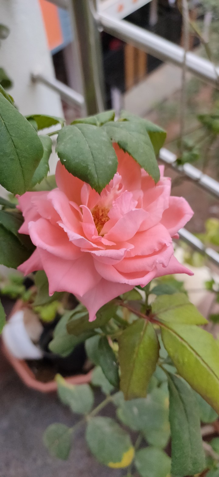 rose