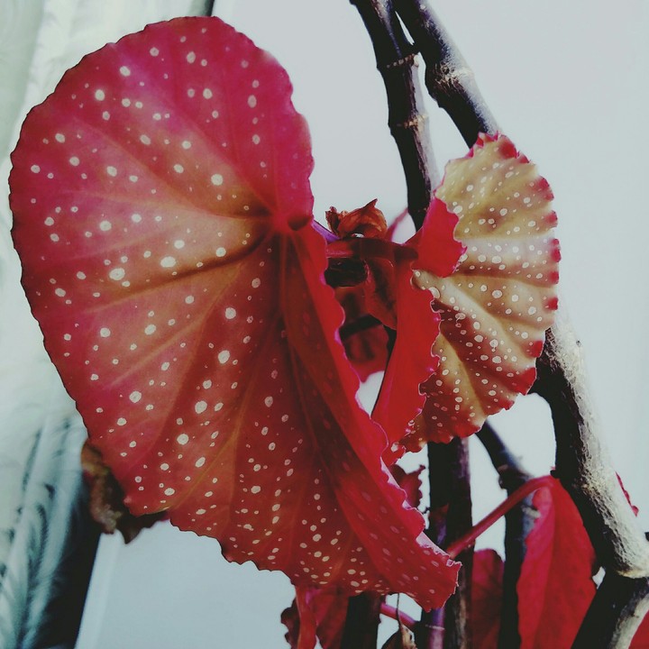Red Flowers