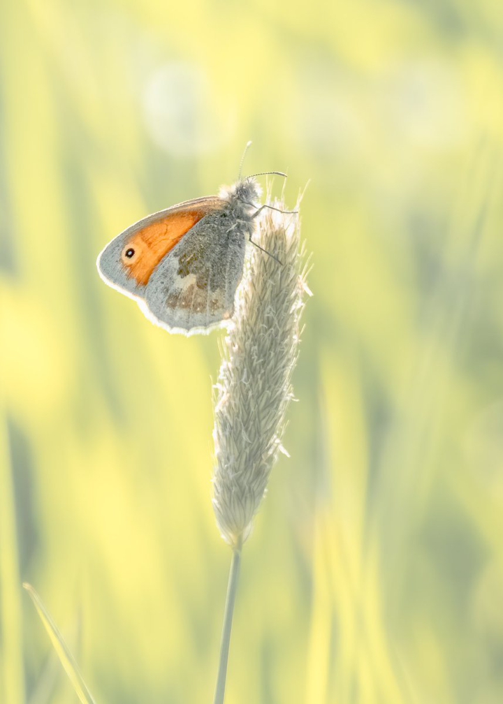 butterfly