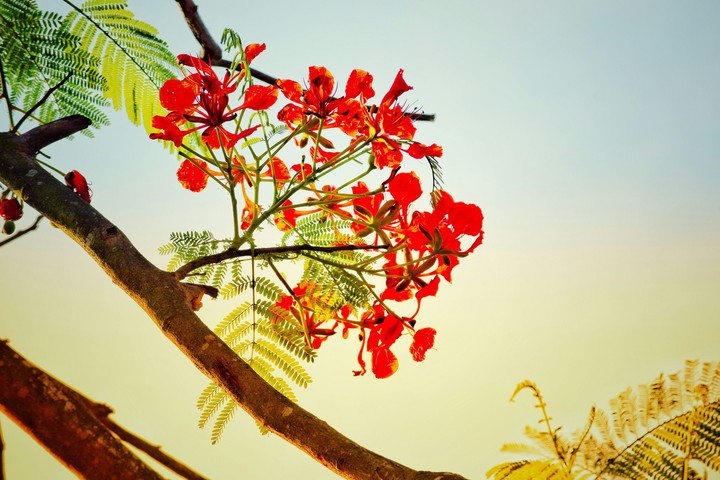 Royal poinciana