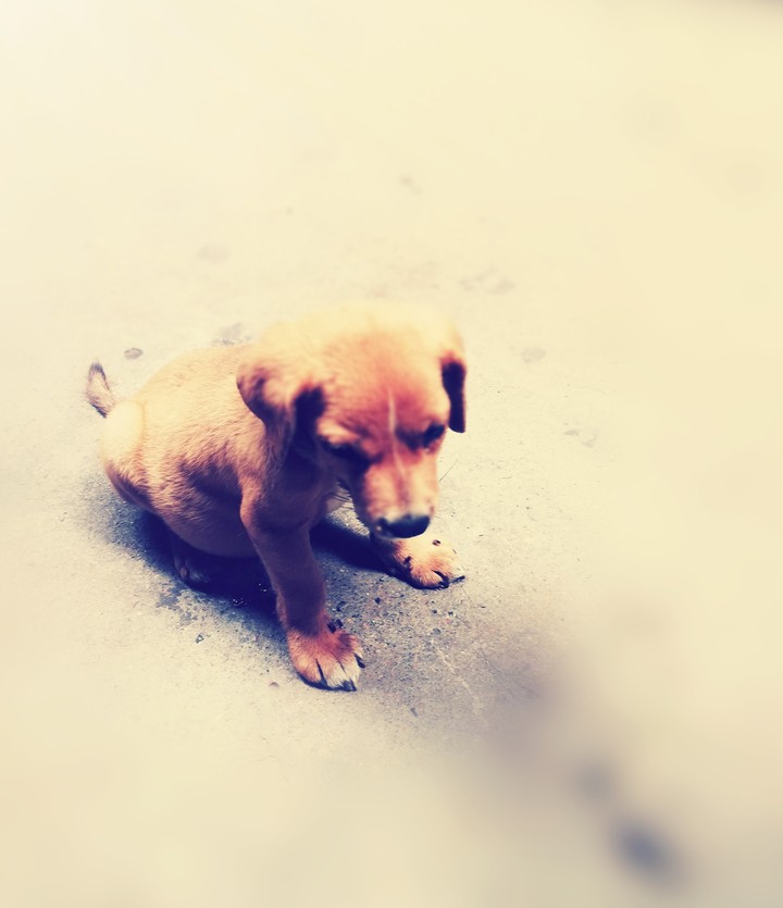 cute pappy