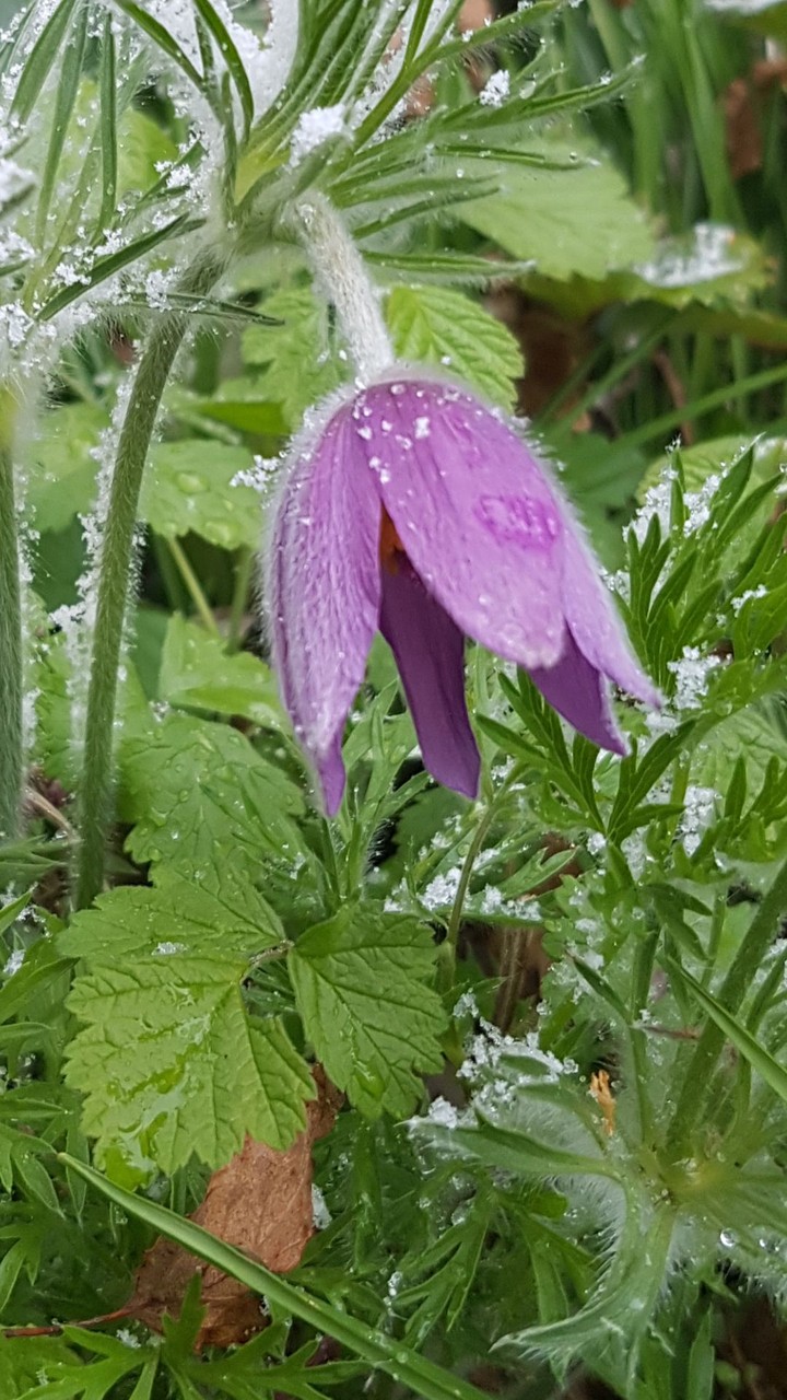 Frosty Spring