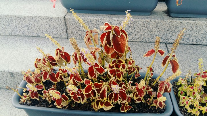 poinsettia garden