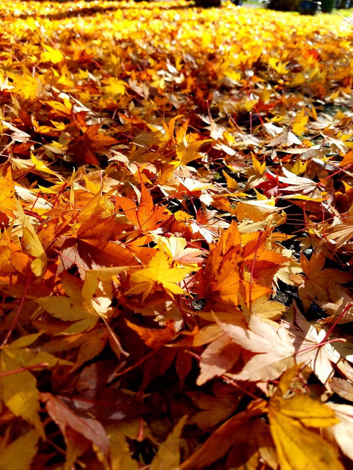 Orange yellow and red