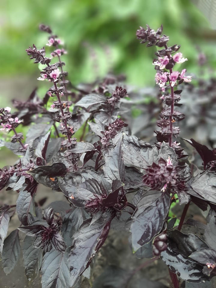 Basil