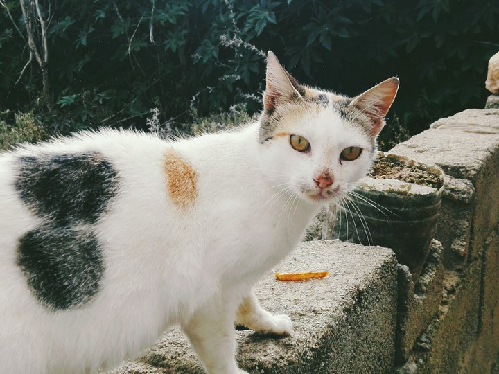cat