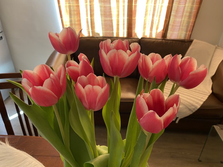 tulip