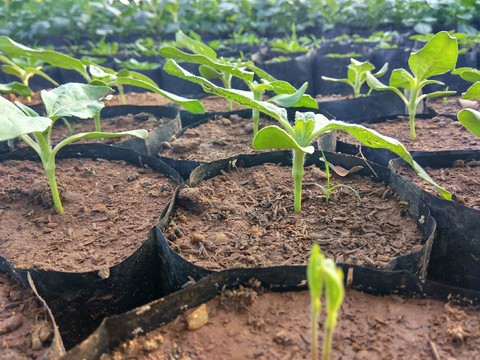 Tiny saplings