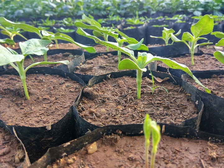 Tiny saplings