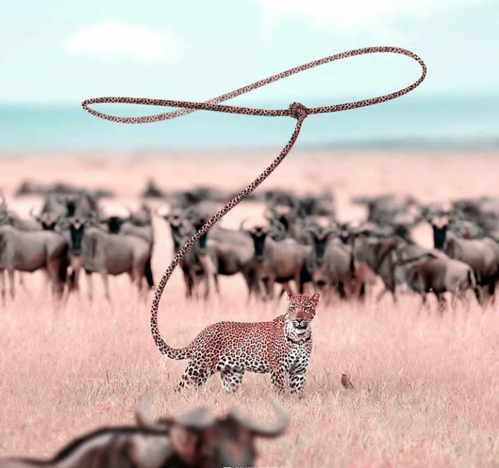 fantasy  art pics of animals ❤