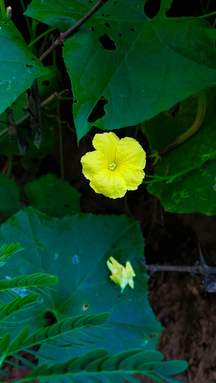 beautiful yellow flower