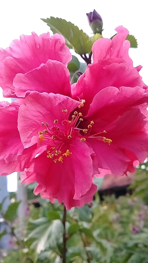 hibisco