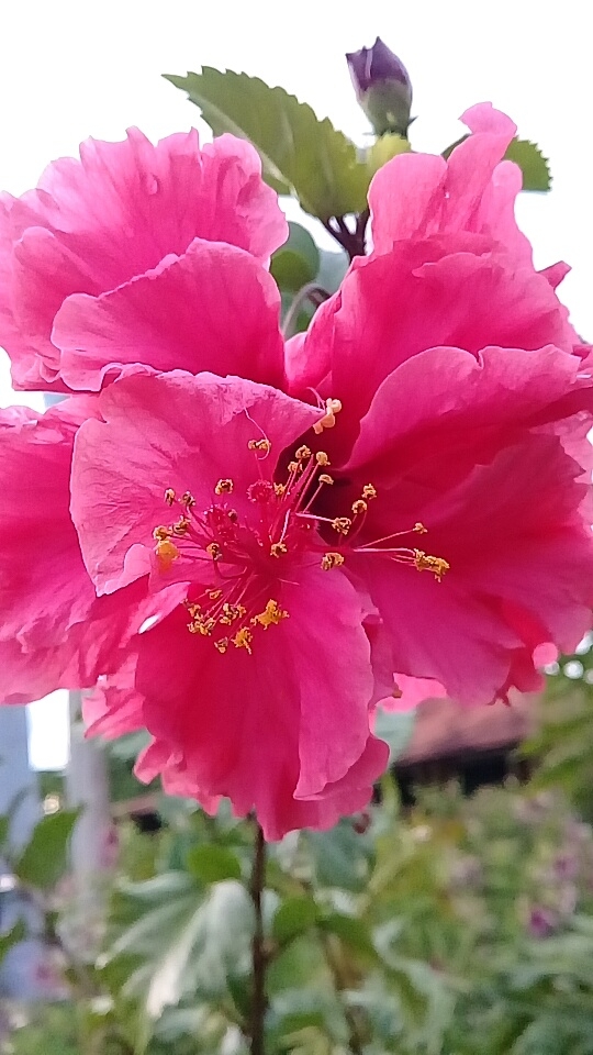 hibisco