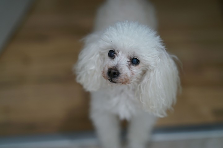 Poodle Bokeh