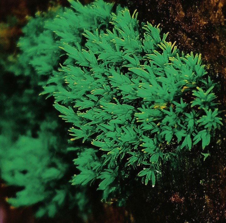 GREEN