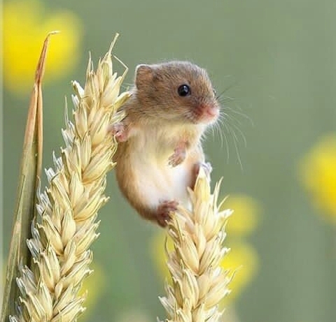 little one cute 