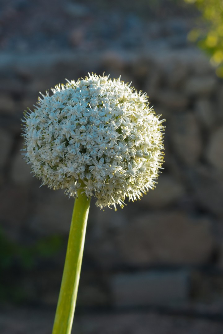 Onion flower