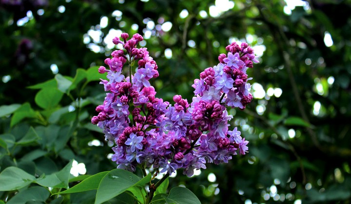 Pink lila